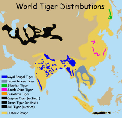 White Tiger Habitat Map - Coleen Catharine